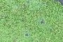 watercress