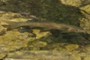 Trout