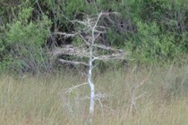 255775-210x140