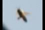 Bug