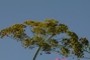 Dill((Anethum graveolens)