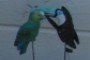 birds