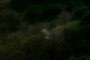 bird flying, blurry, close to camera {?}