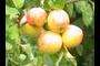 Bunch of apples