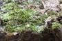 Frost mixed with moss growth