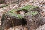 Stump