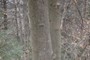 American Beech (Fagus grandifolia) 