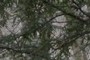 Pines