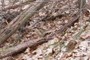 Leaf Litter