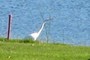 Egret