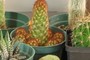 Copper King Cactus