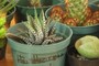 Haworthia fasciata