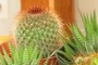 Mammillaria spinosissima