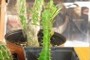 Euphorbia trigona