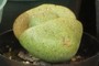 Pleiospilos nelii