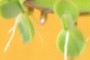 Plantlets
