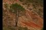 Twin pine