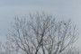 birds?