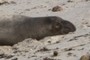 Elephant Seal