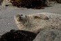 Harbor Seal