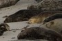 Harbor Seal