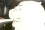The Merlion