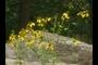 Yellow Flowers