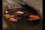 Fall leaves