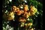 Berries