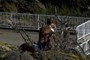Horses