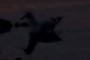 Seagull!