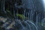 Vegetation