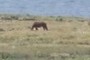 More wild horses