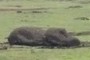 Moai on the ground.