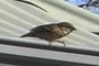 sparrow
