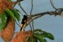 find more birds