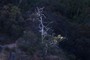 Lightening Tree