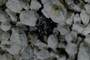 Lithic clast