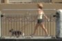 Dog Walking