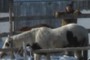 Farmer looking at horses