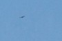 Hawk or vulture