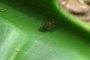 fly - almost in focus!~