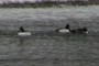 Golden eye ducks