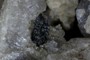 Hornblende