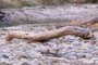 Dead Tree