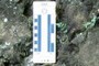 Scale