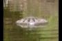 An Aligator ... maybe?