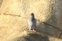 Pidgeon