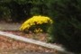 yellow mums