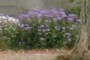 purple flowers